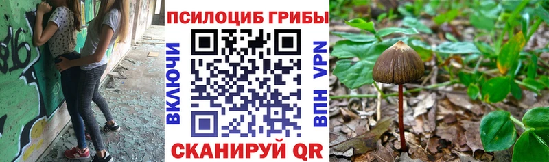 Галлюциногенные грибы Psilocybine cubensis гидра зеркало Уссурийск где купить наркоту